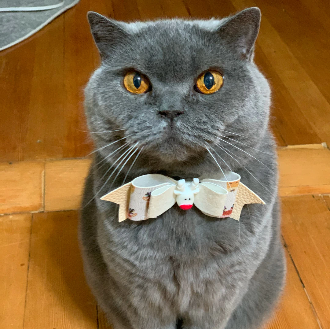 Desktop_About_Us_Hero A gray cat with striking orange eyes sits on a wooden floor, wearing a cream-colored bow tie with a small white cat face ornament in the center.