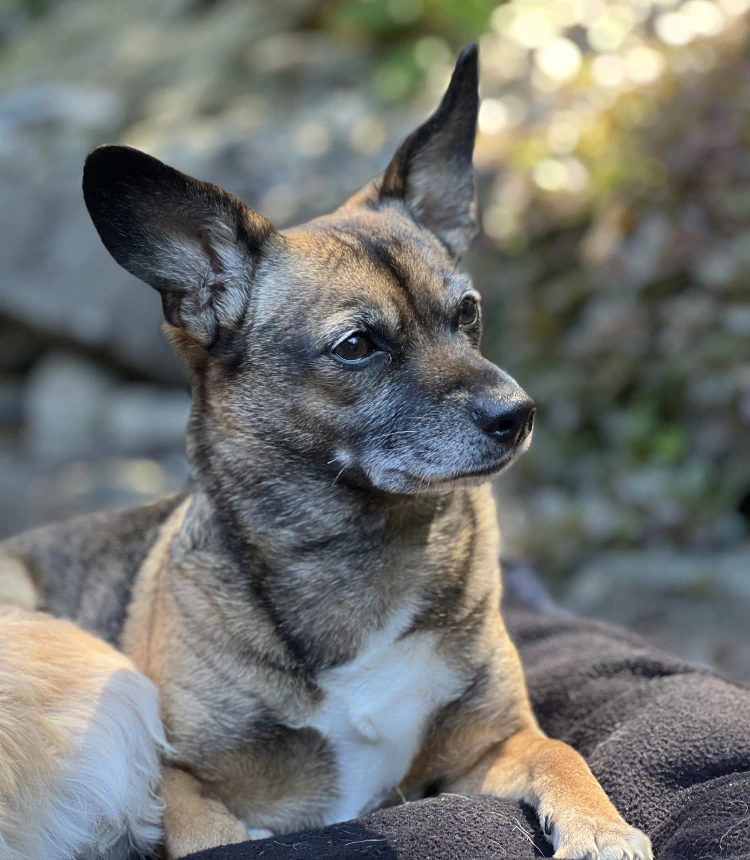 Desktop_About_Us_How_Connection_1 A small brown dog with upright ears and a white chest lies on a dark blanket outdoors, looking attentively to the side. The background is softly blurred with greenery and rocks.