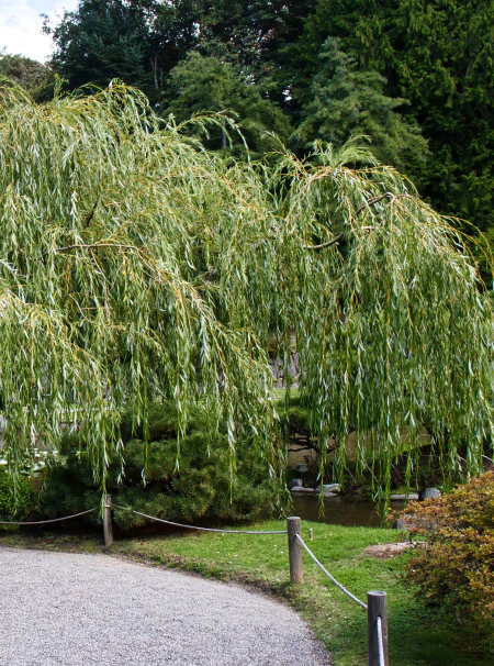 Desktop_About_Us_How_Connection_2 A large willow tree with long, drooping branches stands beside a gravel path bordered by a low rope fence in a lush, green garden. Dense trees and shrubs fill the background.