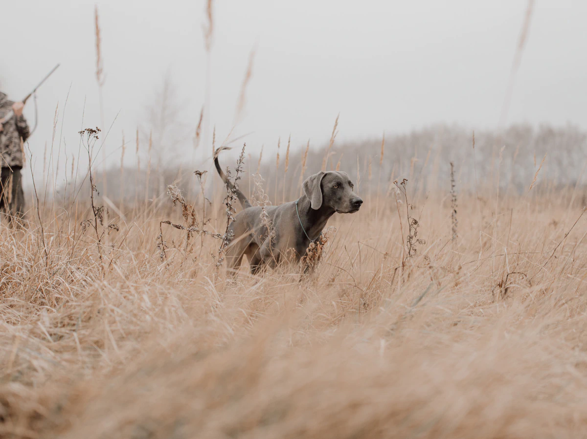 Desktop_About_Us_Planning_For_The_Unexpected A gray dog stands alert in tall, dry grass in a field, with a person in camouflage holding a rifle in the background under an overcast sky.