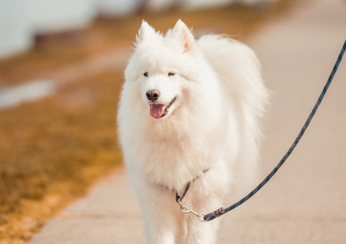 Desktop_About_Us_Your_First_Step A fluffy white Samoyed dog walks on a leash along a paved path, with grass and a blurred background.
