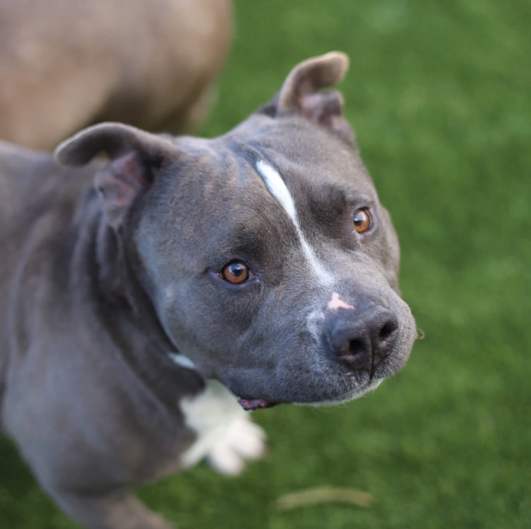 A gray and white dog with a short coat and amber eyes looks up attentively while standing on green grass.
