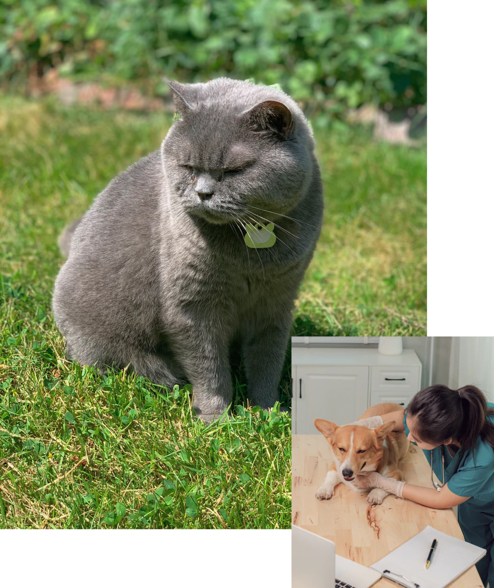 Desktop_Home_A_Vet_Clinic A large gray cat sits in the grass looking down. Inset: A veterinarian examines a corgi’s paw on a table while the dog lies down, with papers and a pen nearby.