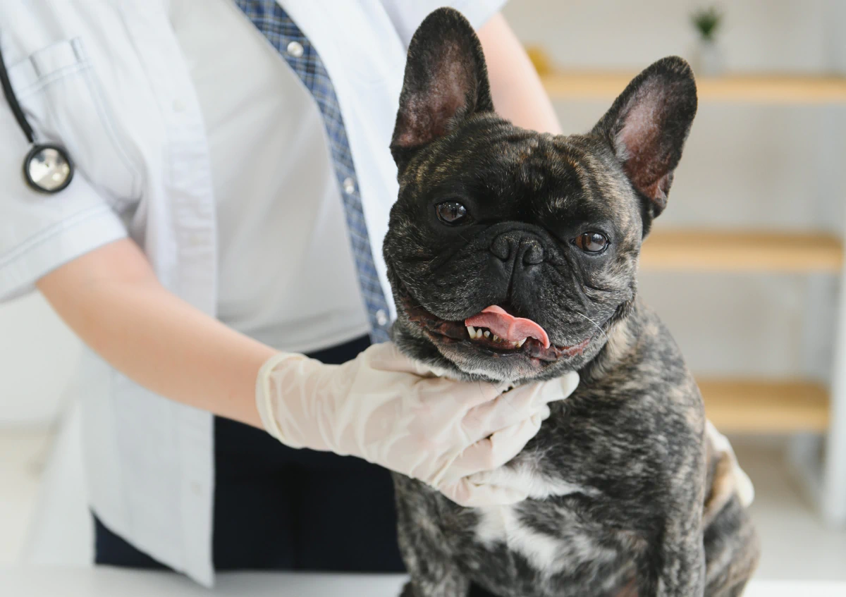 Desktop_Home_Care_Starts A veterinarian wearing gloves gently examines a brindle French Bulldog that is sitting on a table, with its tongue out, in a bright veterinary clinic.