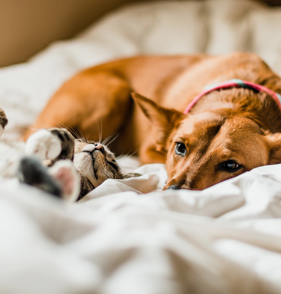 Desktop_Home_Hero A brown dog and a gray tabby cat are lying together on a bed with white blankets. The dog is resting its head on the blanket, while the cat is lying on its back with paws in the air. Both appear relaxed and cozy.
