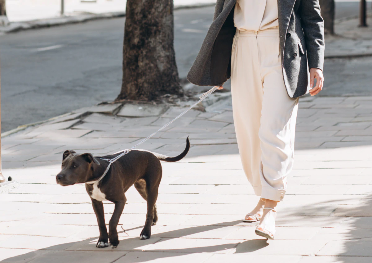Desktop_Home_Woven_Into A person in light-colored pants and sandals walks a black dog with a white chest on a leash along a city sidewalk. The person’s face is not visible.