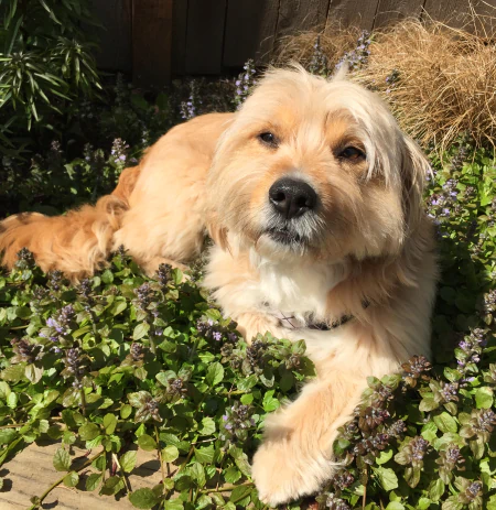 Desktop_Meet_the_Doctor_Her_Philosophy_2 A fluffy, light brown dog is lying comfortably on green plants with small purple flowers, basking in the sunlight, with a wooden fence and dry grass in the background.