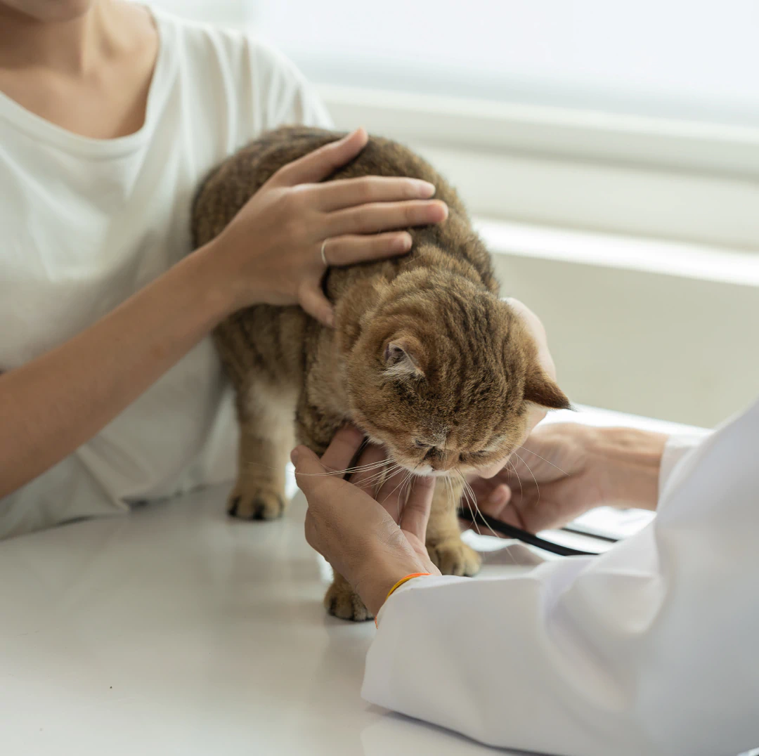 Desktop_Meet_the_Team_Hero A veterinarian examines a brown tabby cat on an exam table, while another person gently holds the cat still.