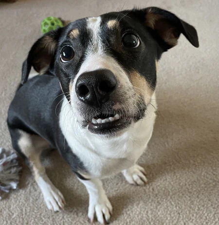 Desktop_Services_Caring_For_Anxious_Pets_1 A black and white dog sits on a carpet, looking up with wide eyes and a slightly crooked smile. A green toy and a gray rope toy are visible in the background.