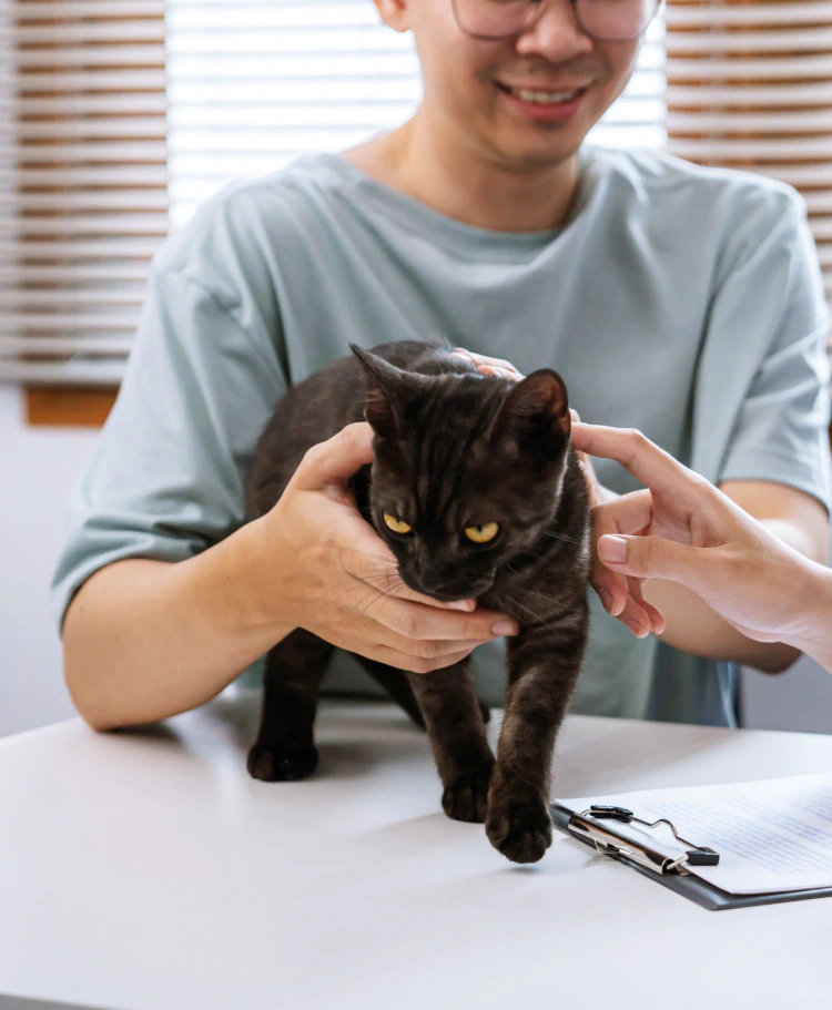 Desktop_Services_Caring_For_Anxious_Pets_2 A person in glasses holds a black cat on a table while another hand reaches to pet it. A clipboard with paper and pen is on the table. The scene appears to be in an office or veterinary clinic.