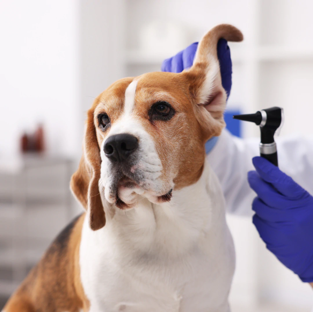 Desktop_Services_Hero A veterinarian wearing blue gloves examines a beagle dogs ear with an otoscope in a bright veterinary clinic.