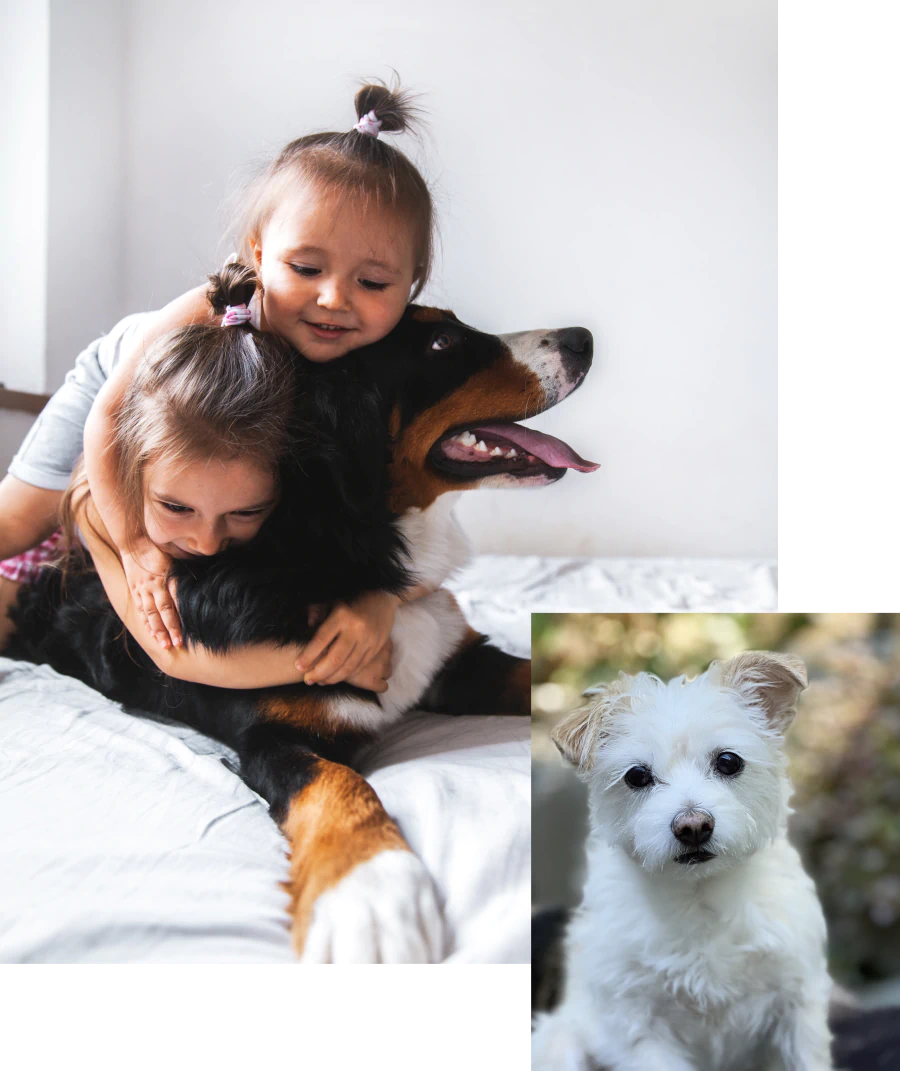 Desktop_Services_Supporting_a_Long Two young children hug a large black, brown, and white dog on a bed. In the corner, there is a small white dog looking at the camera outdoors.