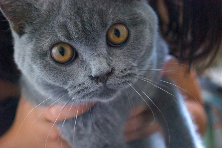 Desktop_Services_When_Your_Pet A close-up of a gray cat with large amber eyes being gently held by a person whose face is out of focus in the background.