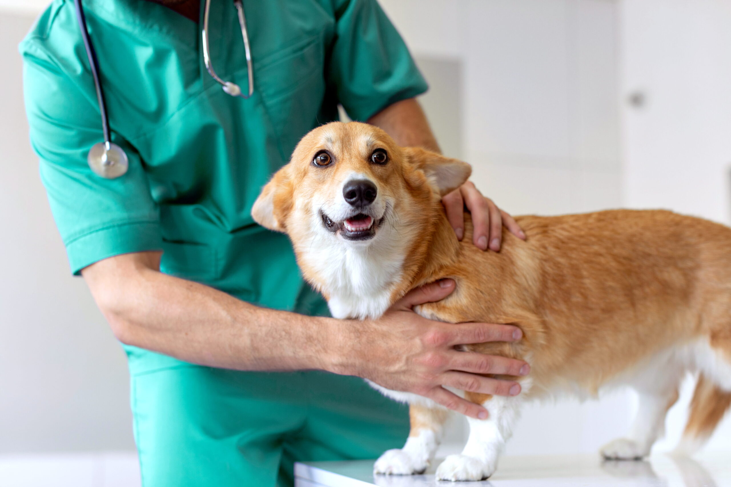 Vet surgical services in Seattle, WA