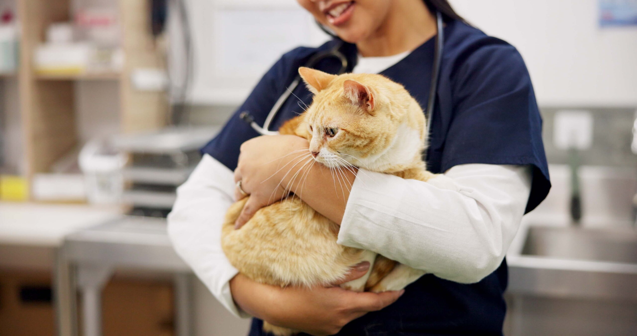 AdobeStock_1961969265 Pet prevention vet in Seattle, WA