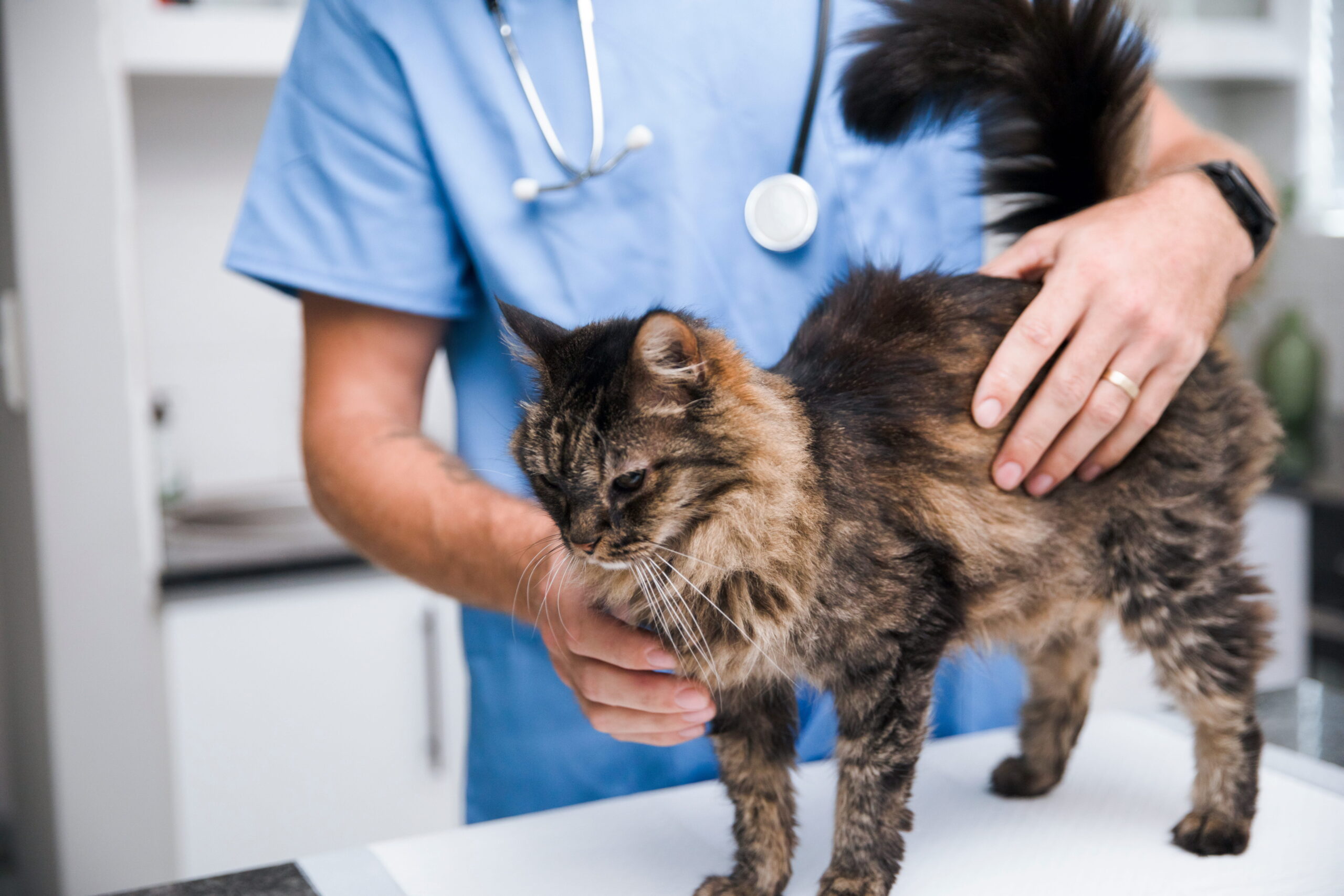 AdobeStock_2022244016 Cat at vet exam in Seattle, WA