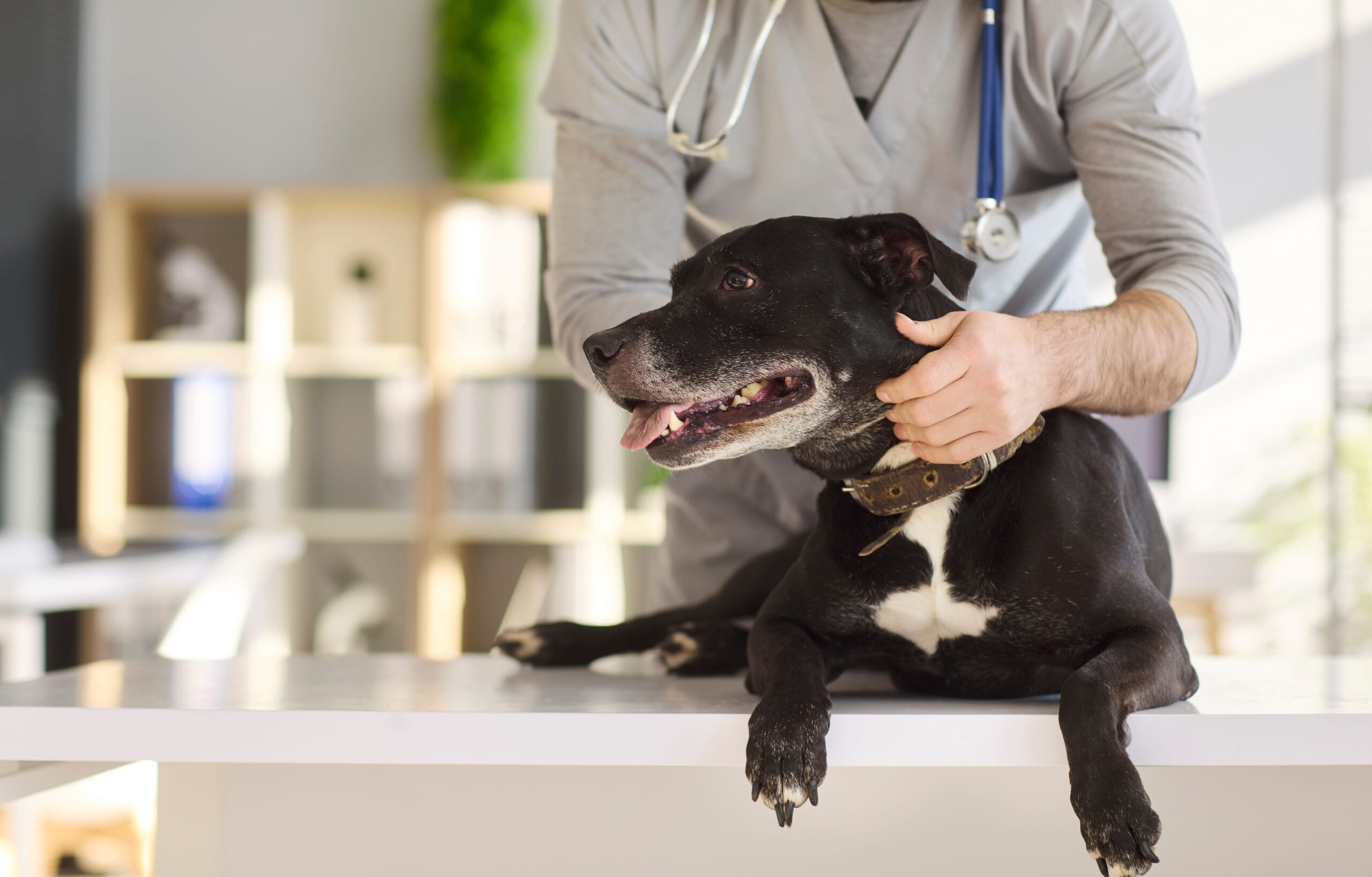 AdobeStock_2102685493 Geriatric pet veterinarian in Seatte, WA