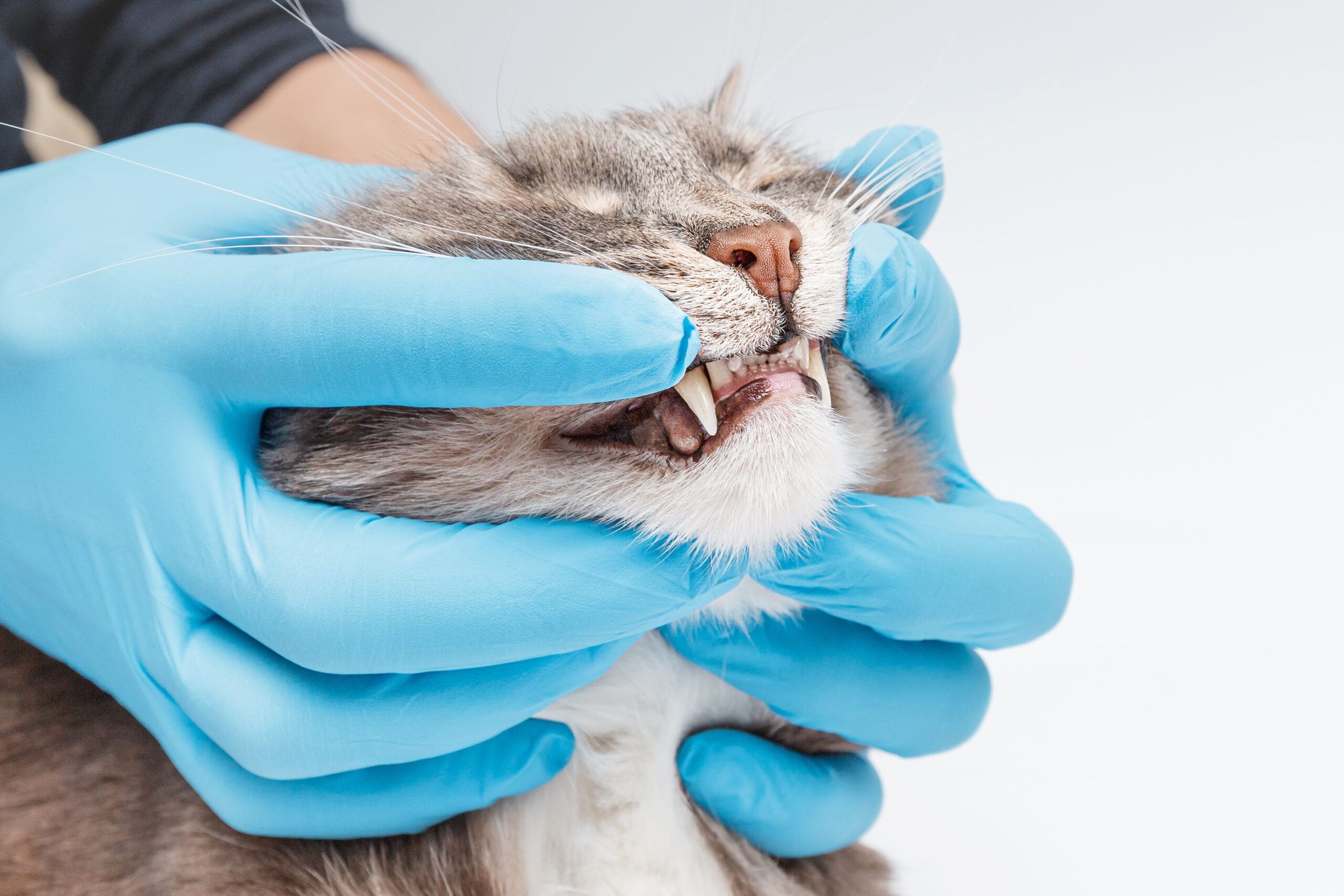 AdobeStock_362376352 Cat dental vet office in Seattle WA