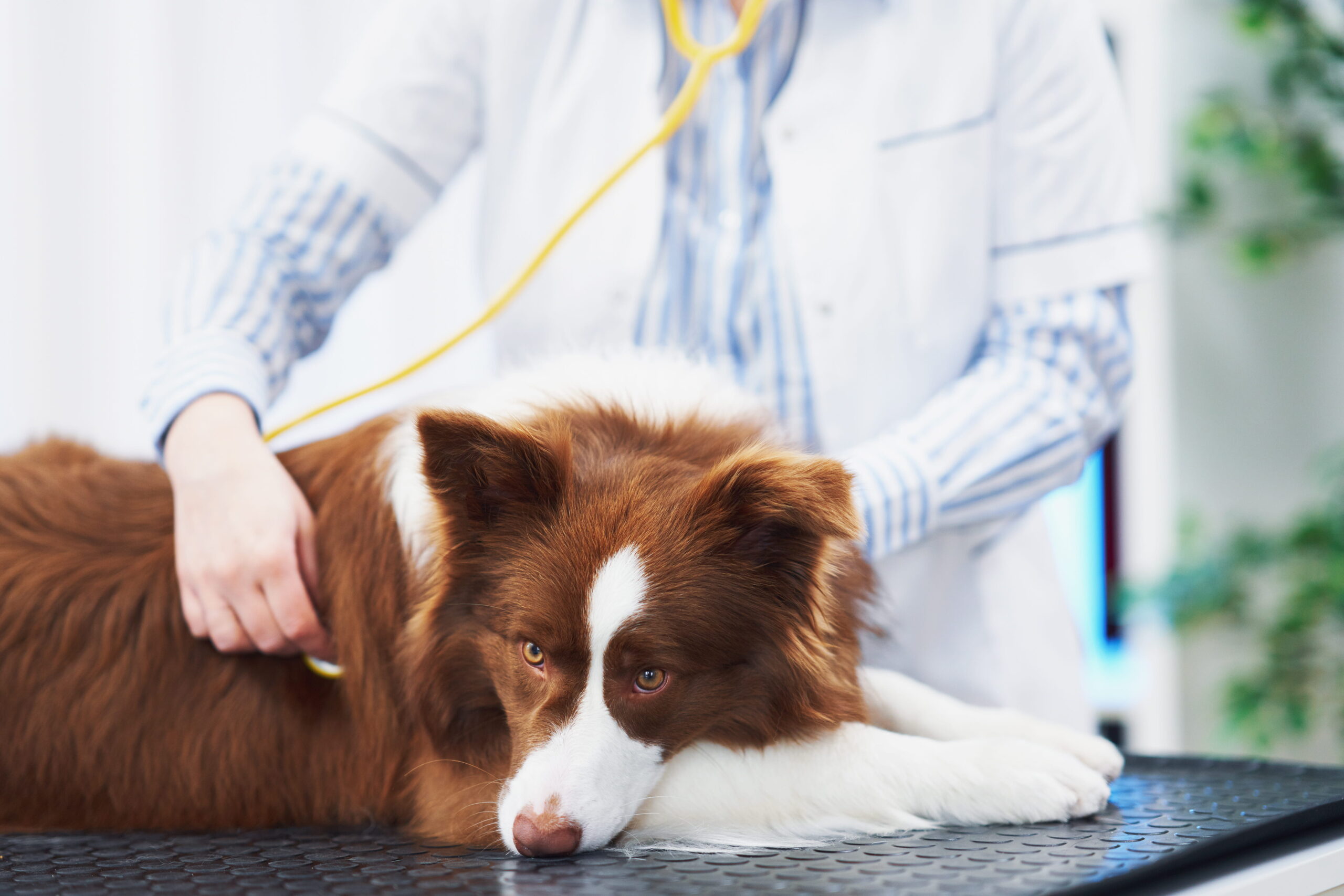 AdobeStock_488255653 Pet wellness exam vet in Seattle, WA