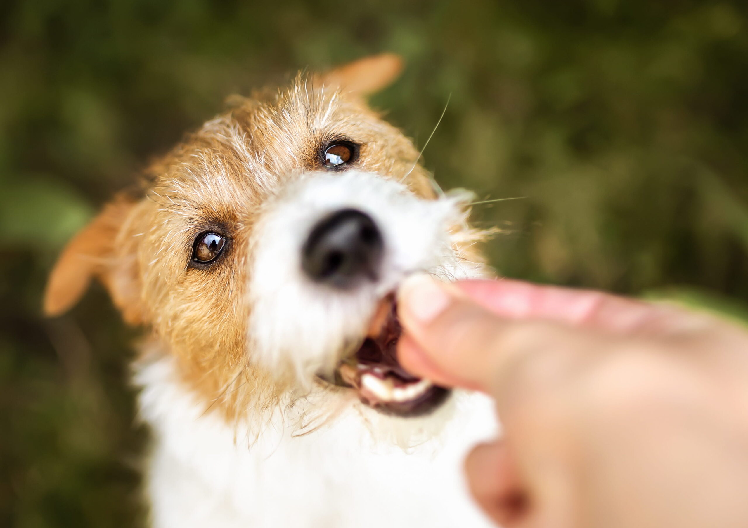 AdobeStock_572238943 Dog dental appointment vet in Seattle, WA