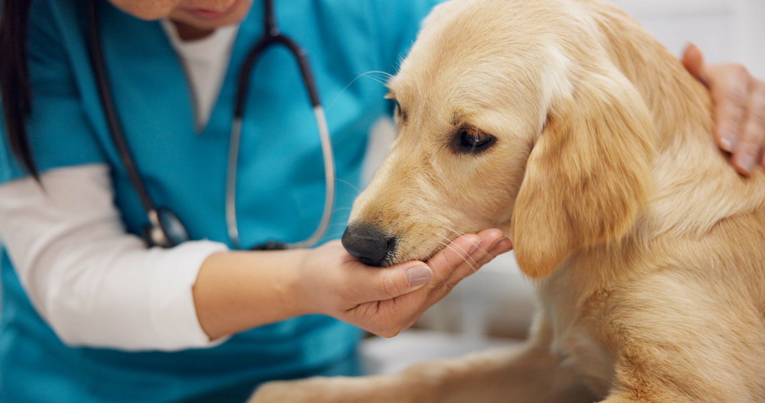 Dog surgery vet in Seattle, WA