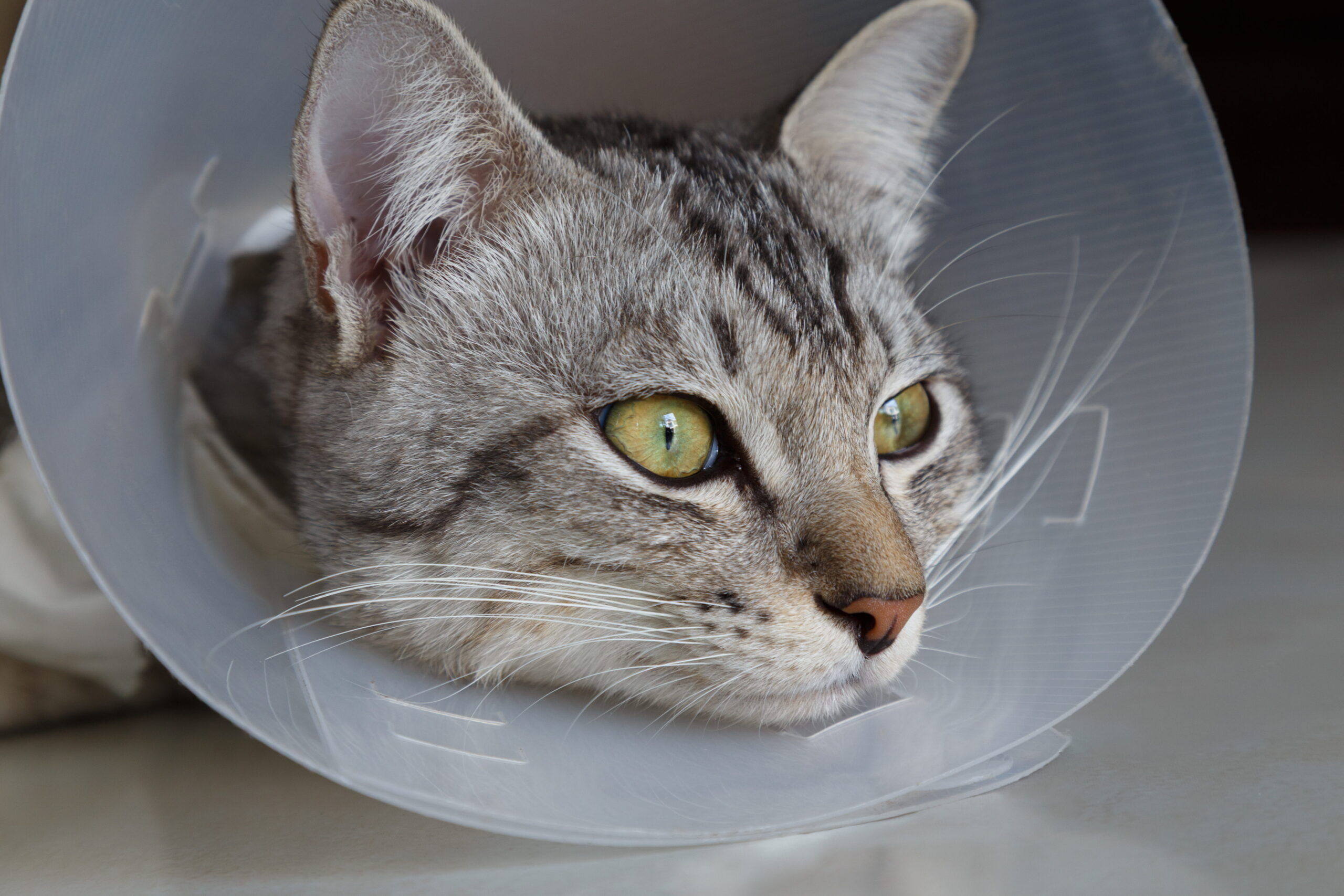 AdobeStock_1569440410 cat spay vet in Seattle, WA