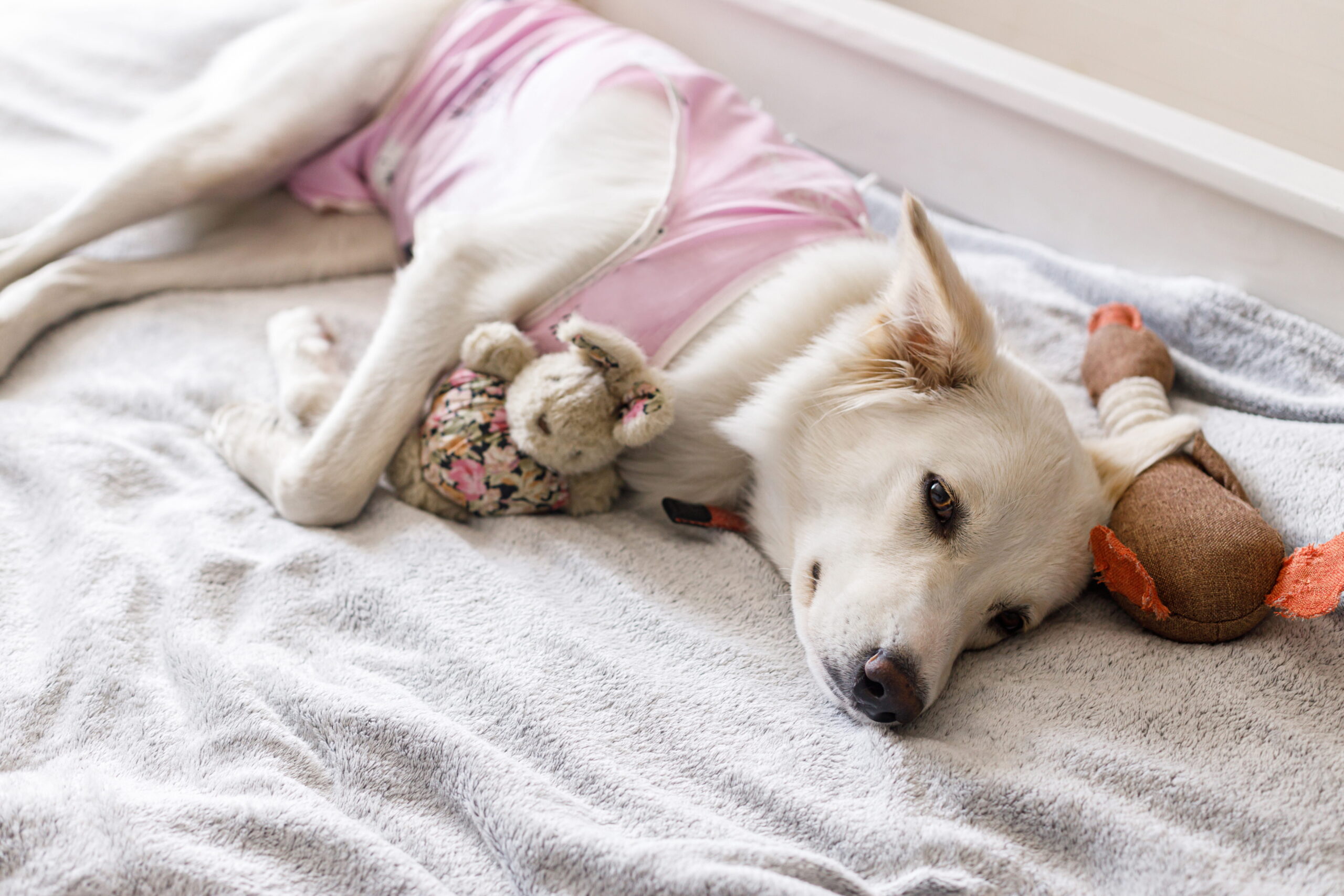 AdobeStock_564352868 Dog neuter veterinarian in Seattle, WA